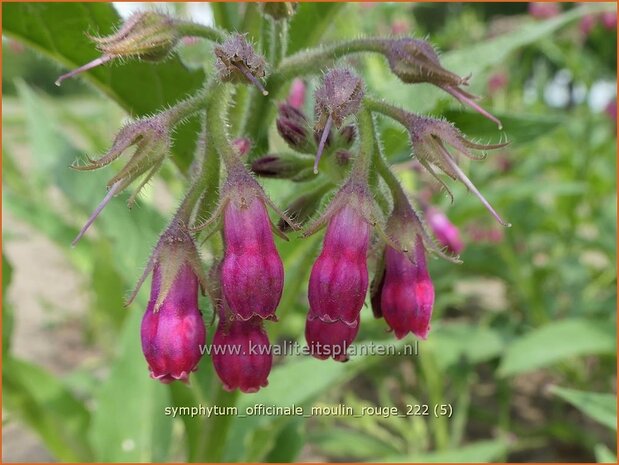 Symphytum officinale 'Moulin Rouge' | Gewone smeerwortel, Smeerwortel | Gewöhnlicher Beinwell | Common Com