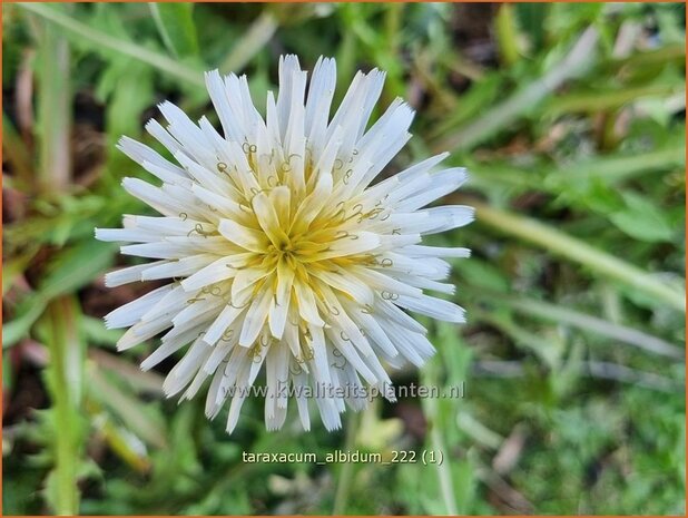 Taraxacum albidum | Paardenbloem, Molsla | Wei&szlig;er L&ouml;wenzahn | White Dandelion
