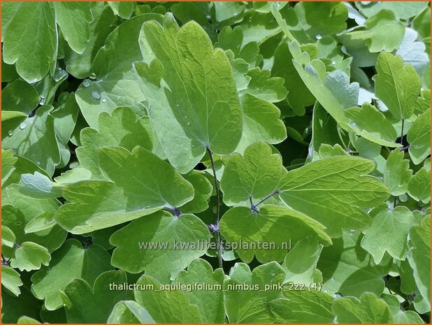 Thalictrum aquilegifolium 'Nimbus Pink' | Akeleiruit, Ruit | Akeleiblättrige Wiesenraute | Columbine Meadow Rue