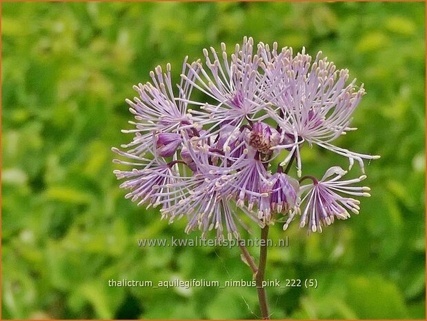 Thalictrum aquilegifolium 'Nimbus Pink' | Akeleiruit, Ruit | Akeleiblättrige Wiesenraute | Columbine Meadow Rue