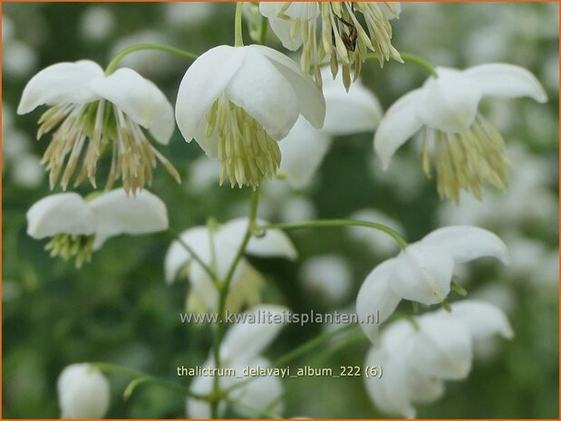 Thalictrum delavayi 'Album' | Chinese ruit, Ruit | Delavays Wiesenraute | Chinese Meadow Rue