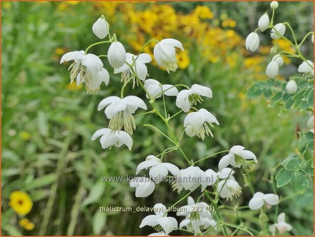 Thalictrum delavayi 'Album' | Chinese ruit, Ruit | Delavays Wiesenraute | Chinese Meadow Rue