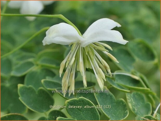 Thalictrum delavayi 'Album' | Chinese ruit, Ruit | Delavays Wiesenraute | Chinese Meadow Rue