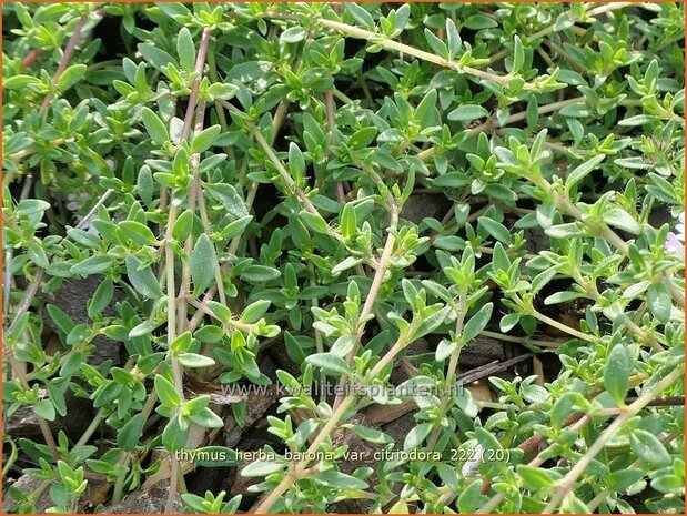 Thymus herba-barona var. citriodora | Karwijtijm, Kruiptijm, Tijm | Kümmel-Thymian | Caraway Thyme