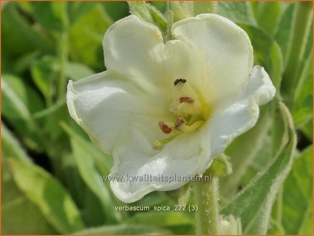 Verbascum 'Spica' | Toorts | K&ouml;nigskerze | Mullein
