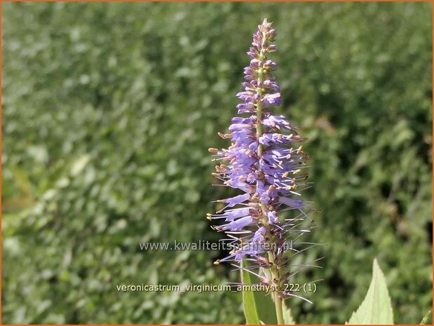 Veronicastrum virginicum 'Amethyst' | Virginische ereprijs, Zwarte ereprijs, Naaldereprijs | Kandelaberehrenpreis