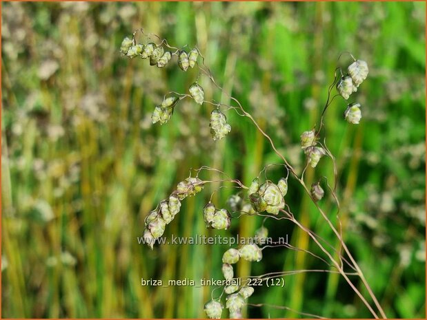 Briza media 'Tinkerbell' | Trilgras, Bevertjes | Gewöhnliches Zittergras | Common Quaking Grass