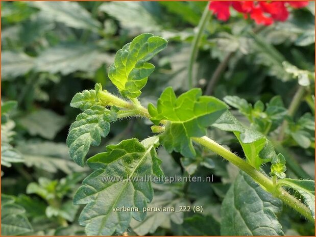 Verbena peruviana | IJzerhard | Peruanisches Eisenkraut | Peruvian Mock Vervain