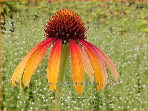 Echinacea purpurea 'Fiery Meadow Mama' | Rode zonnehoed, Zonnehoed | Roter Sonnenhut | Purple Coneflower