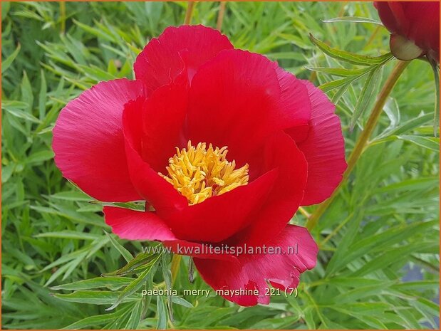 Paeonia 'Merry Mayshine' | Pioenroos | Pfingstrose