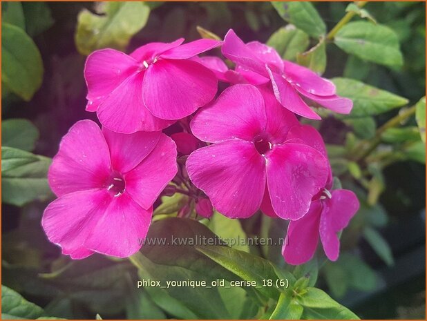 Phlox 'Younique Old Cerise' | Hoge vlambloem, Vlambloem, Flox, Floks | Hohe Flammenblume