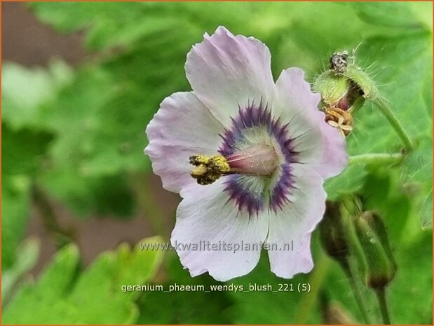 Geranium phaeum 'Wendy's Blush' | Donkere ooievaarsbek, Ooievaarsbek, Tuingeranium, Geranium | Brauner Sto