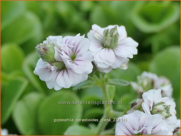 Gypsophila cerastioides 'Plena' | Grootbloemig kuikenkruid, Gipskruid | Himalaya-Schleierkraut | Baby's Br