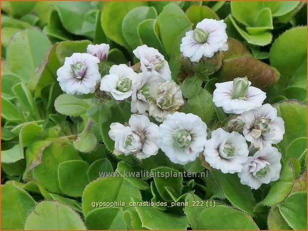 Gypsophila cerastioides 'Plena' | Grootbloemig kuikenkruid, Gipskruid | Himalaya-Schleierkraut | Baby's Br