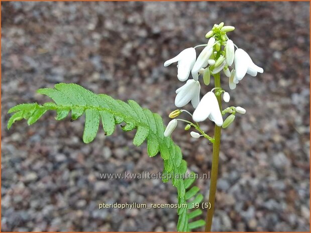 Pteridophyllum racemosum | Bosrandpapaver, Schijnvaren | Waldrand Mohn | Woodland Poppy
