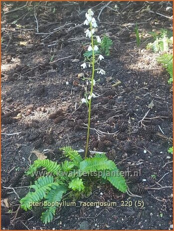 Pteridophyllum racemosum | Bosrandpapaver, Schijnvaren | Waldrand Mohn | Woodland Poppy