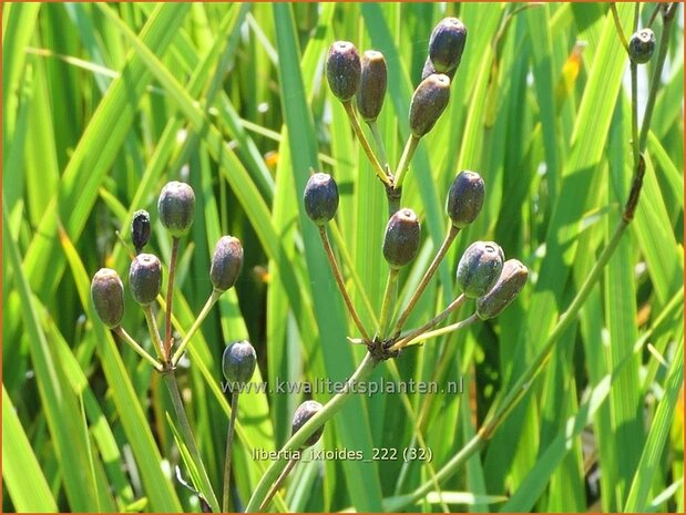 Libertia ixioides | Nieuw-Zeelandse iris | Neuseeland Iris | New Zealand Satin Flower