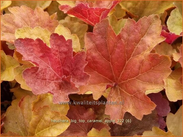Heuchera 'Big Top Caramel Apple' | Purperklokje | Purpurglöckchen | Coral Bells