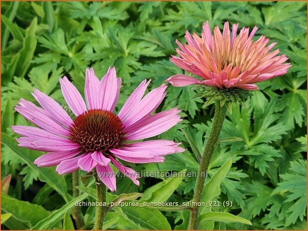 Echinacea purpurea 'Sunseekers Salmon' | Rode zonnehoed, Zonnehoed | Roter Sonnenhut | Purple Coneflower