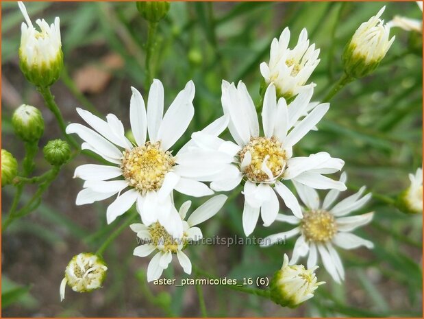 Aster ptarmicoides | Aster | Hochland-Aster | White Aster