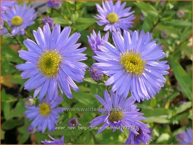 Aster novi-belgii 'Blaue Nachhut' | Nieuw-Nederlandse aster, Herfstaster, Aster | Glattblatt-Aster | New York Ast