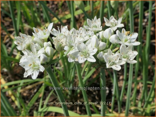 Allium tuberosum 'Cliffs of Dover' | Knoflookbieslook, Chinese bieslook, Look, Sierui | Schnittknoblauch | Garlic