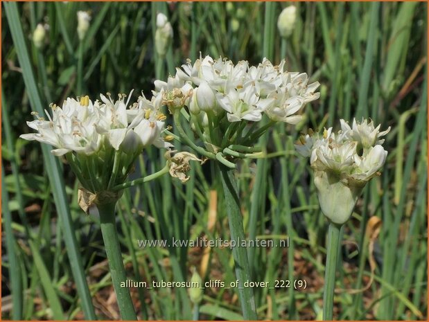 Allium tuberosum 'Cliffs of Dover' | Knoflookbieslook, Chinese bieslook, Look, Sierui | Schnittknoblauch | Garlic