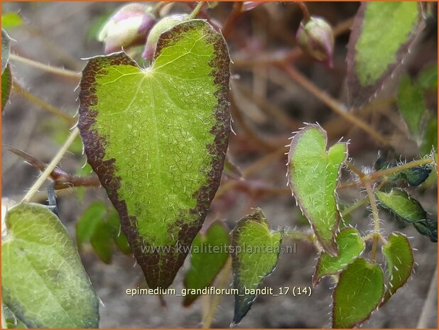 Epimedium grandiflorum 'Bandit' | Elfenbloem | Großblütige Elfenblume