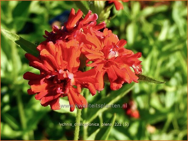 Lychnis chalcedonica 'Plena' | Brandende liefde | Brennende Liebe | Maltese Cross