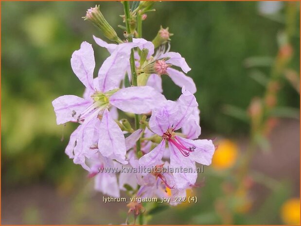 Lythrum virgatum 'Joy' | Fijne kattenstaart, Kattenstaart | Ruten-Weiderich | Wand Loosestrife