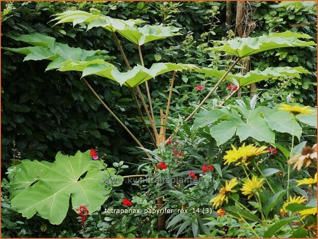 Tetrapanax papyrifer 'Rex' | Rijstpapierplant, Rijstpapierboom | Reispapierbaum | Rice-paper Plant