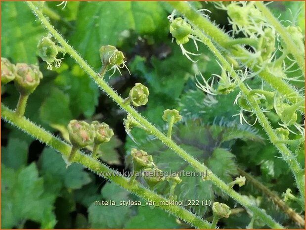 Mitella stylosa var. 'Makinoi' | Bisschopsmuts | Bischofskappe | Brewer's Miterwort