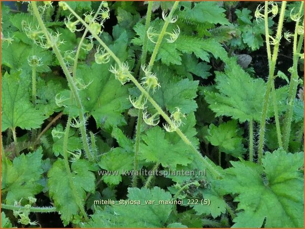 Mitella stylosa var. 'Makinoi' | Bisschopsmuts | Bischofskappe | Brewer's Miterwort