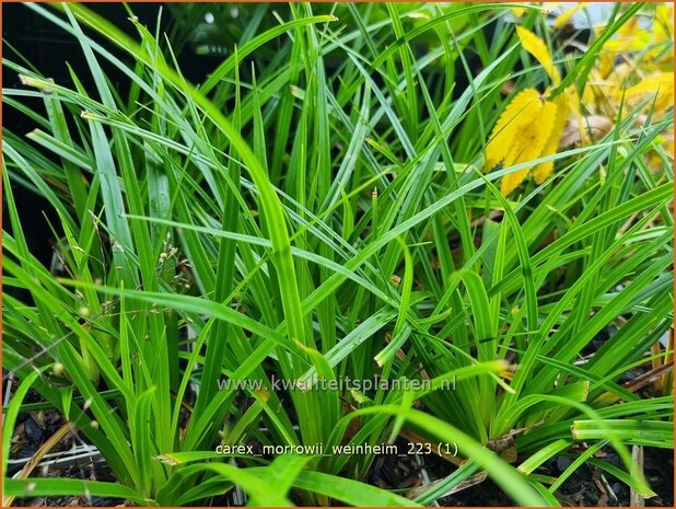 Carex morrowii 'Weinheim' | Japanse zegge, Zegge | Japan-Segge | Japanese Sedge
