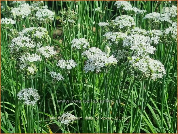 Allium tuberosum 'Cliffs of Dover' | Knoflookbieslook, Chinese bieslook, Look, Sierui | Schnittknoblauch | Garlic