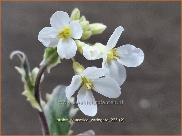 Arabis caucasica 'Variegata' | Randjesbloem, Rijstebrij | Kaukasische Gänsekresse | Mountain Rock Cress