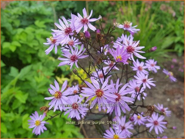 Aster 'Prairie Purple' | Aster | Aster | Aster