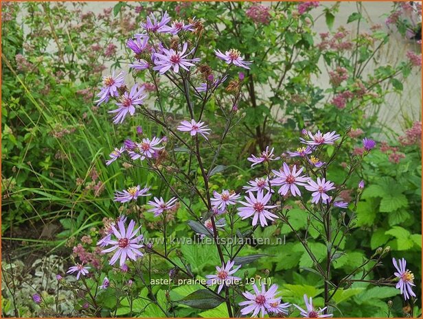 Aster 'Prairie Purple' | Aster | Aster | Aster