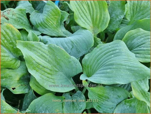 Hosta 'Diamond Lake' | Hosta, Hartlelie, Funkia | Funkie | Hosta