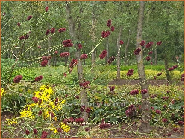 Sanguisorba 'Tully' | Pimpernel, Sorbenkruid | Wiesenknopf | Burnet