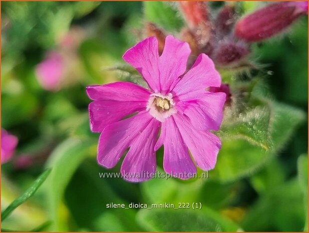 Silene dioica 'Minikin' | Dagkoekoeksbloem, Koekoeksbloem, Lijmkruid | Rote Waldnelke | English Maiden