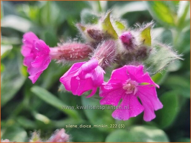 Silene dioica 'Minikin' | Dagkoekoeksbloem, Koekoeksbloem, Lijmkruid | Rote Waldnelke | English Maiden