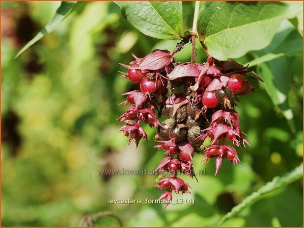 Leycesteria formosa | Fazantenbes, Caramelbes, Grootmoeders oorbel | Karamellbeere | Pheasant Berry