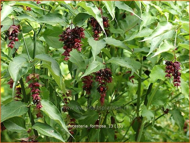 Leycesteria formosa | Fazantenbes, Caramelbes, Grootmoeders oorbel | Karamellbeere | Pheasant Berry