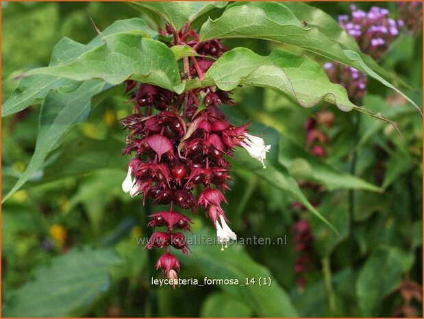 Leycesteria formosa | Fazantenbes, Caramelbes, Grootmoeders oorbel | Karamellbeere | Pheasant Berry