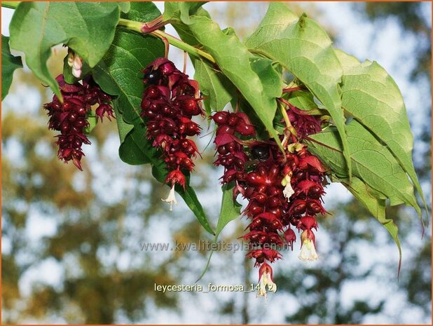 Leycesteria formosa | Fazantenbes, Caramelbes, Grootmoeders oorbel | Karamellbeere | Pheasant Berry