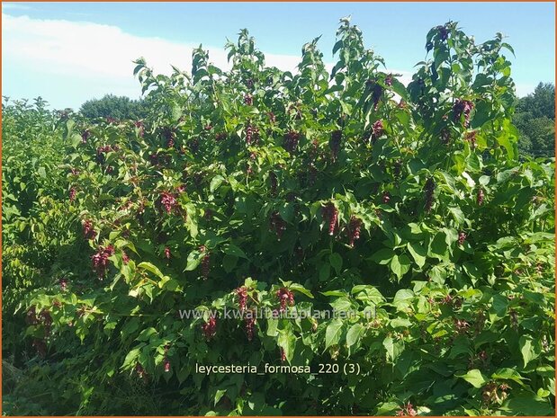 Leycesteria formosa | Fazantenbes, Caramelbes, Grootmoeders oorbel | Karamellbeere | Pheasant Berry