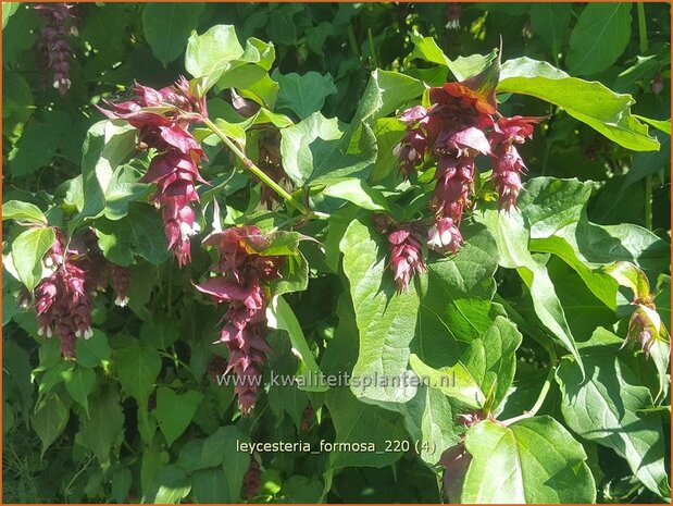 Leycesteria formosa | Fazantenbes, Caramelbes, Grootmoeders oorbel | Karamellbeere | Pheasant Berry