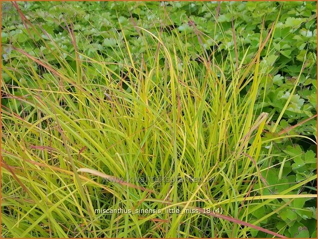 Miscanthus sinensis 'Little Miss' | Chinees prachtriet, Chinees riet, Japans sierriet, Sierriet | Chinaschilf | E