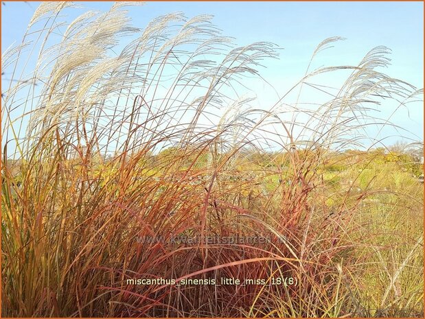 Miscanthus sinensis 'Little Miss' | Chinees prachtriet, Chinees riet, Japans sierriet, Sierriet | Chinaschilf | E